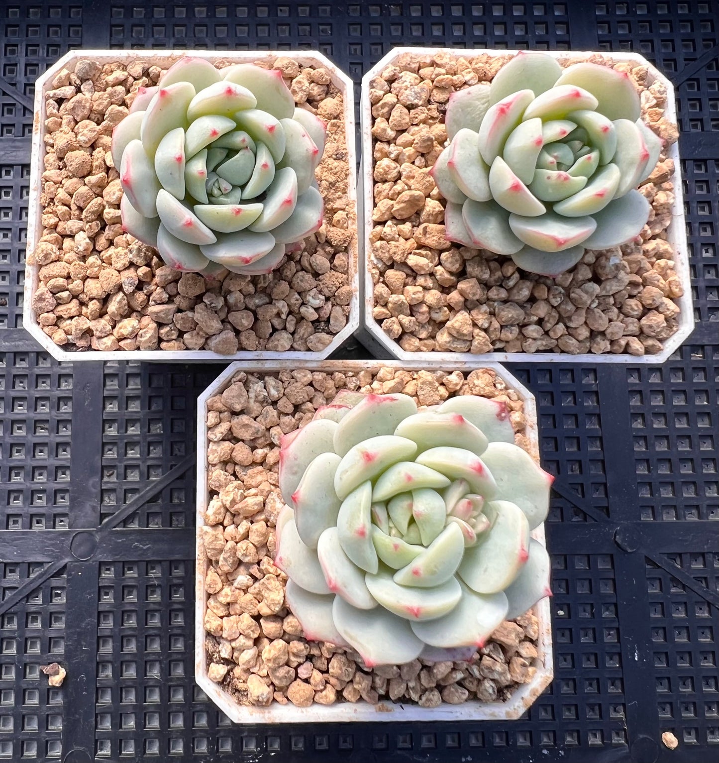 Sedeveria Vanilla bis
