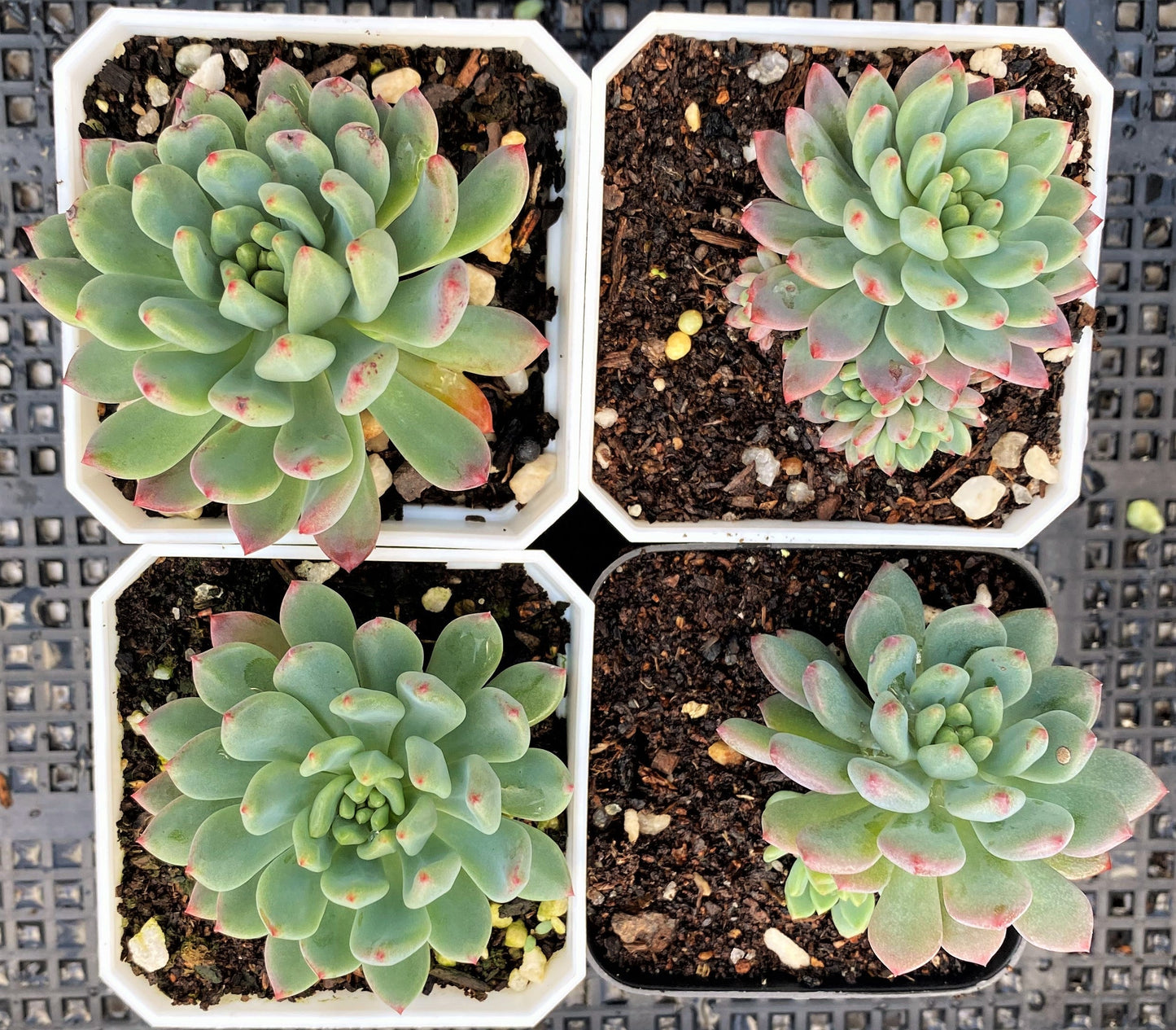 Sedeveria blue elf SMALL
