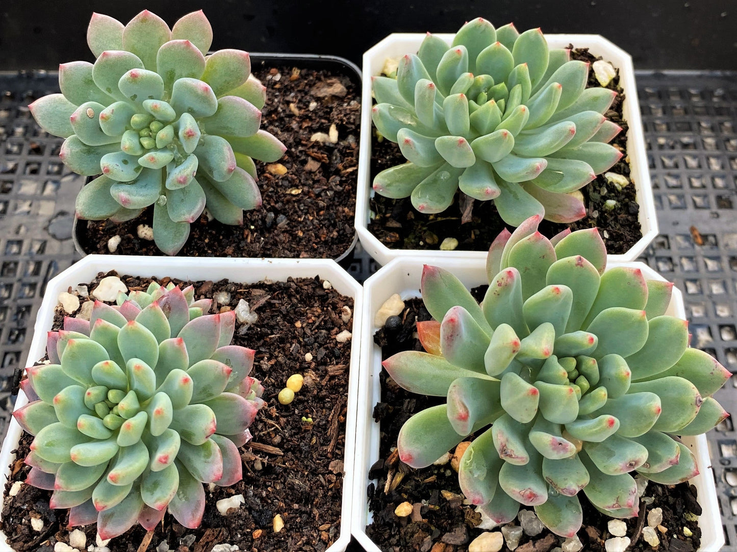 Sedeveria blue elf SMALL
