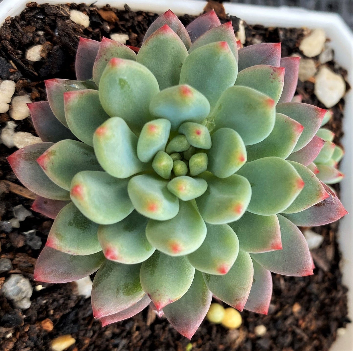 Sedeveria blue elf SMALL