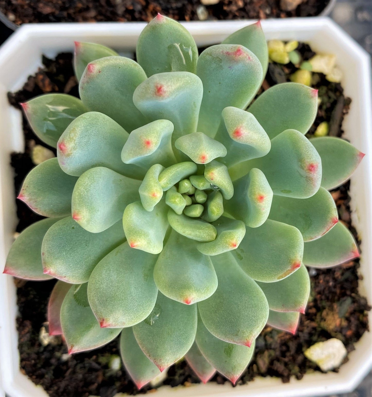Sedeveria blue elf SMALL