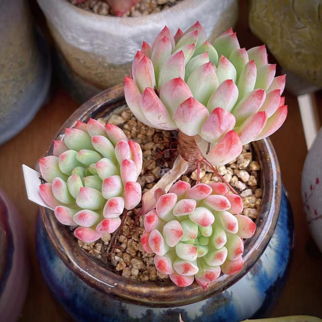 Sedeveria blue elf SMALL