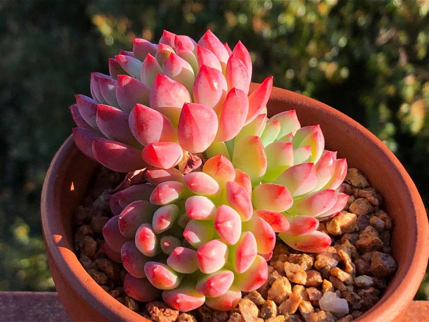 Sedeveria blue elf SMALL