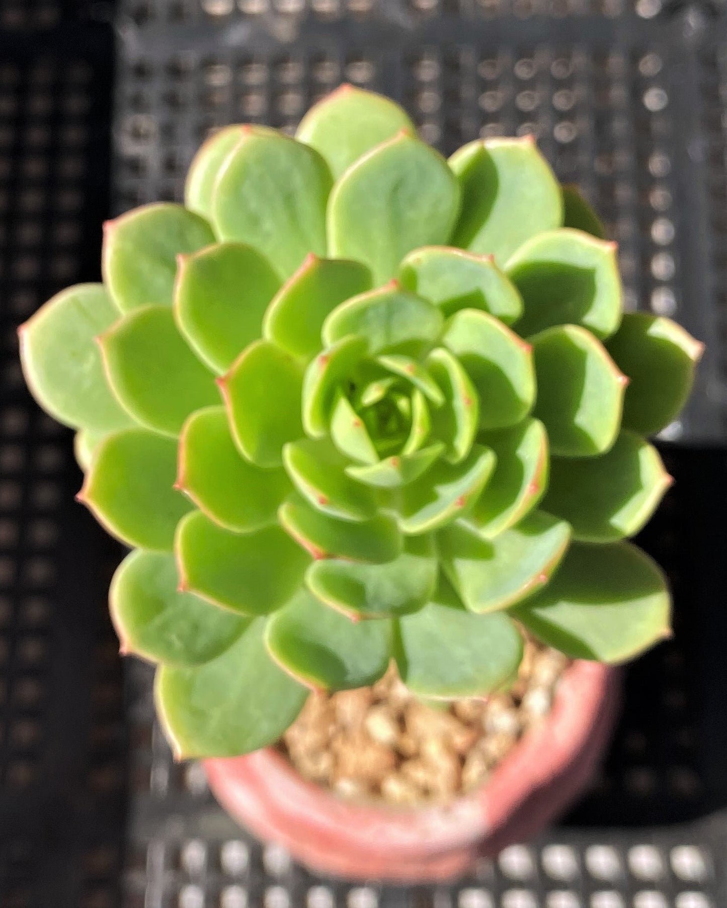Sedeveria green rose