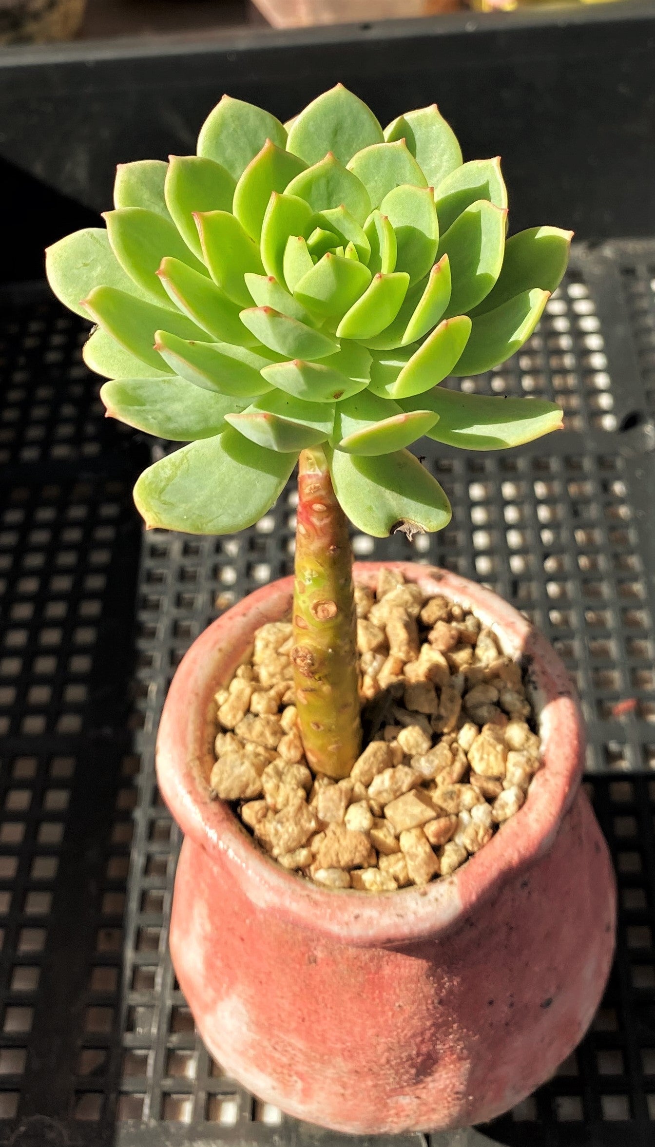 Sedeveria green rose