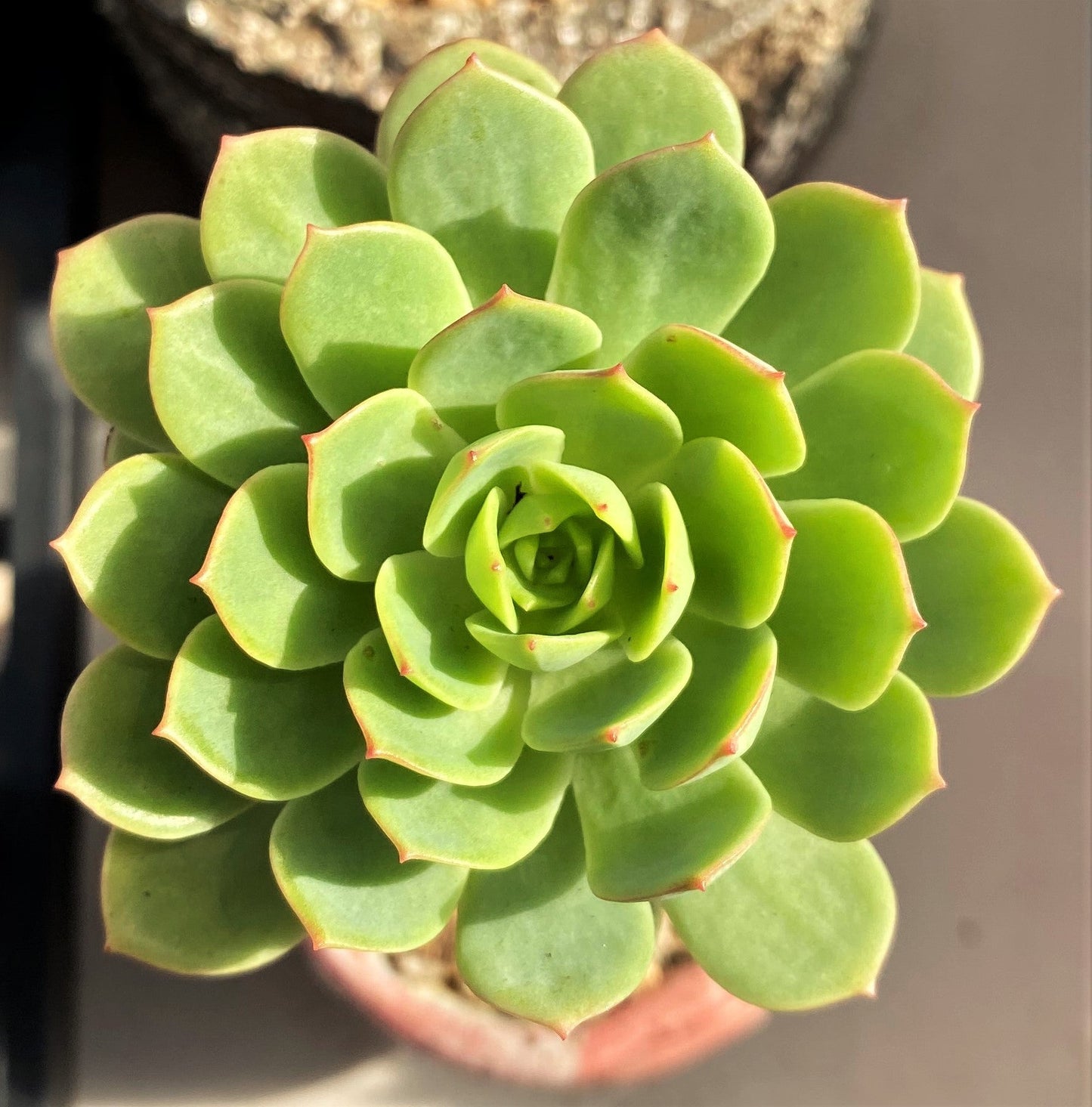 Sedeveria green rose
