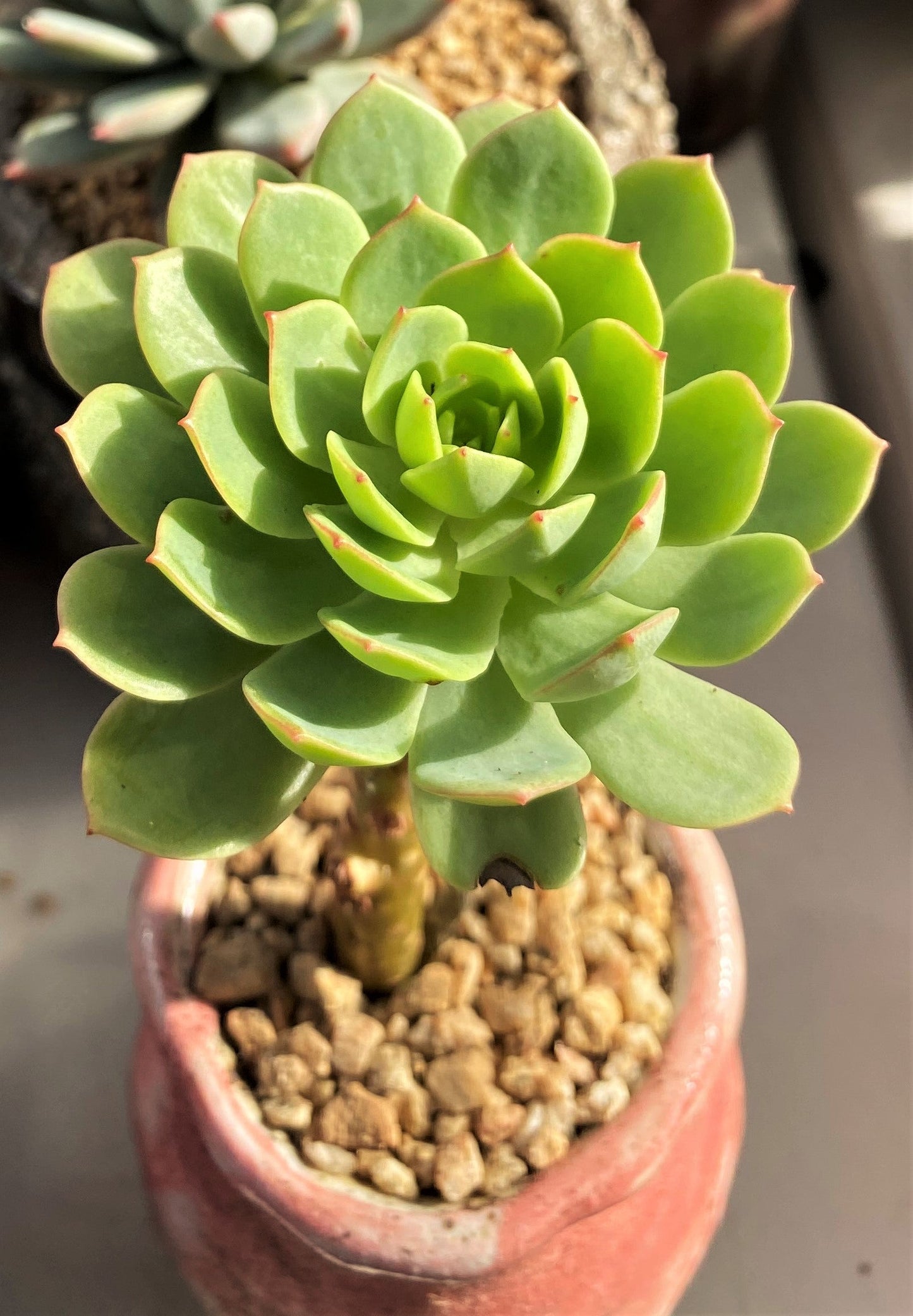 Sedeveria green rose