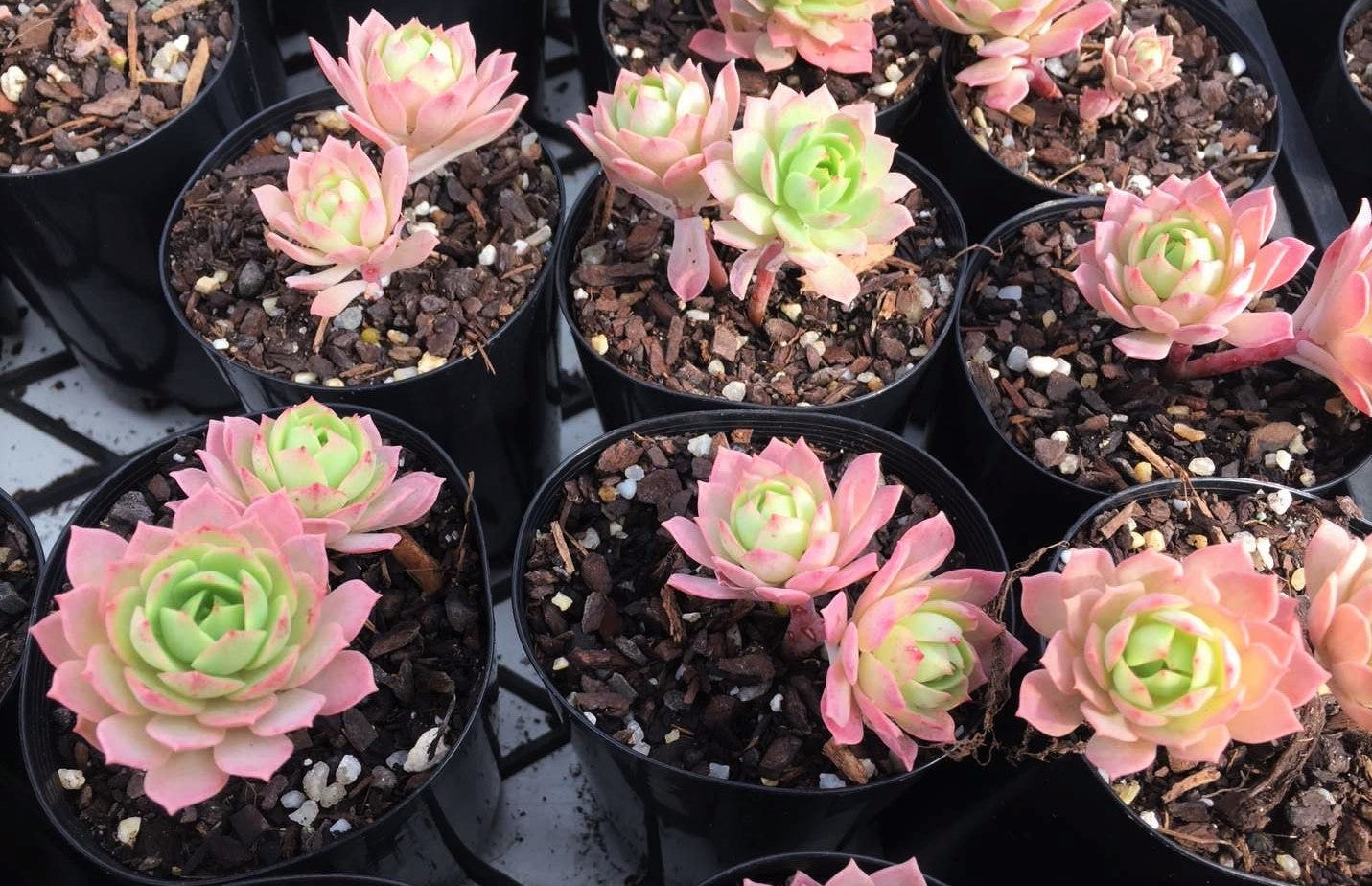 Sedeveria green rose