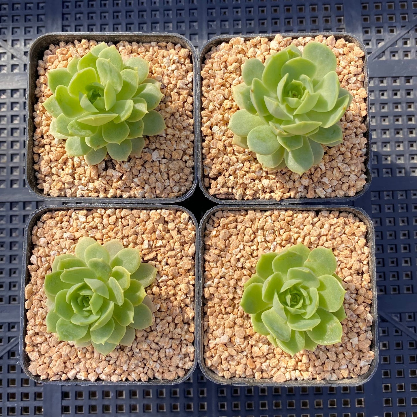 Sedeveria green rose