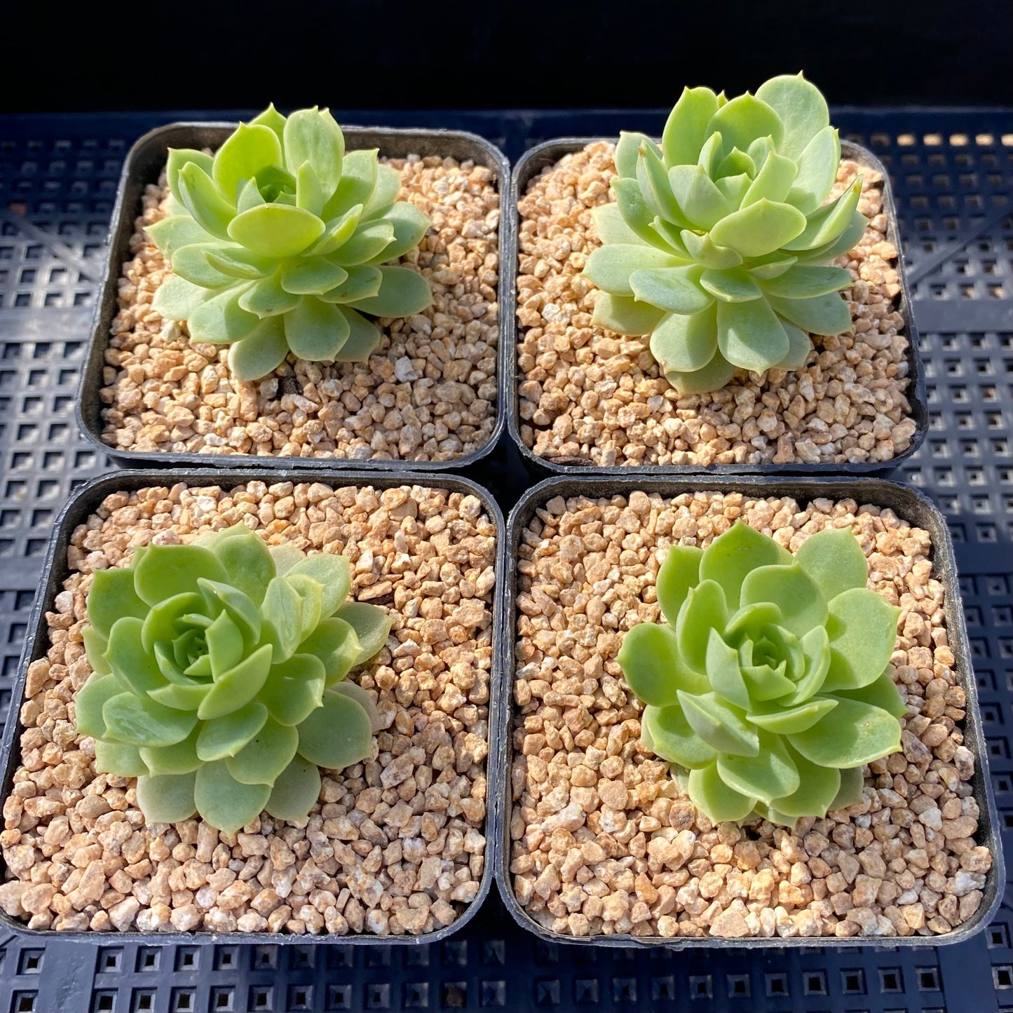 Sedeveria green rose