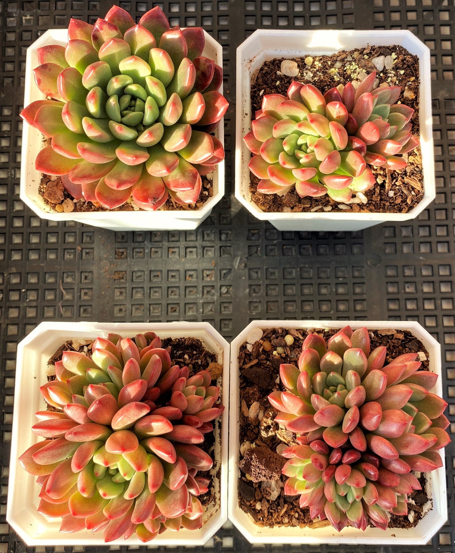 Graptoveria pink ruby/ bashful