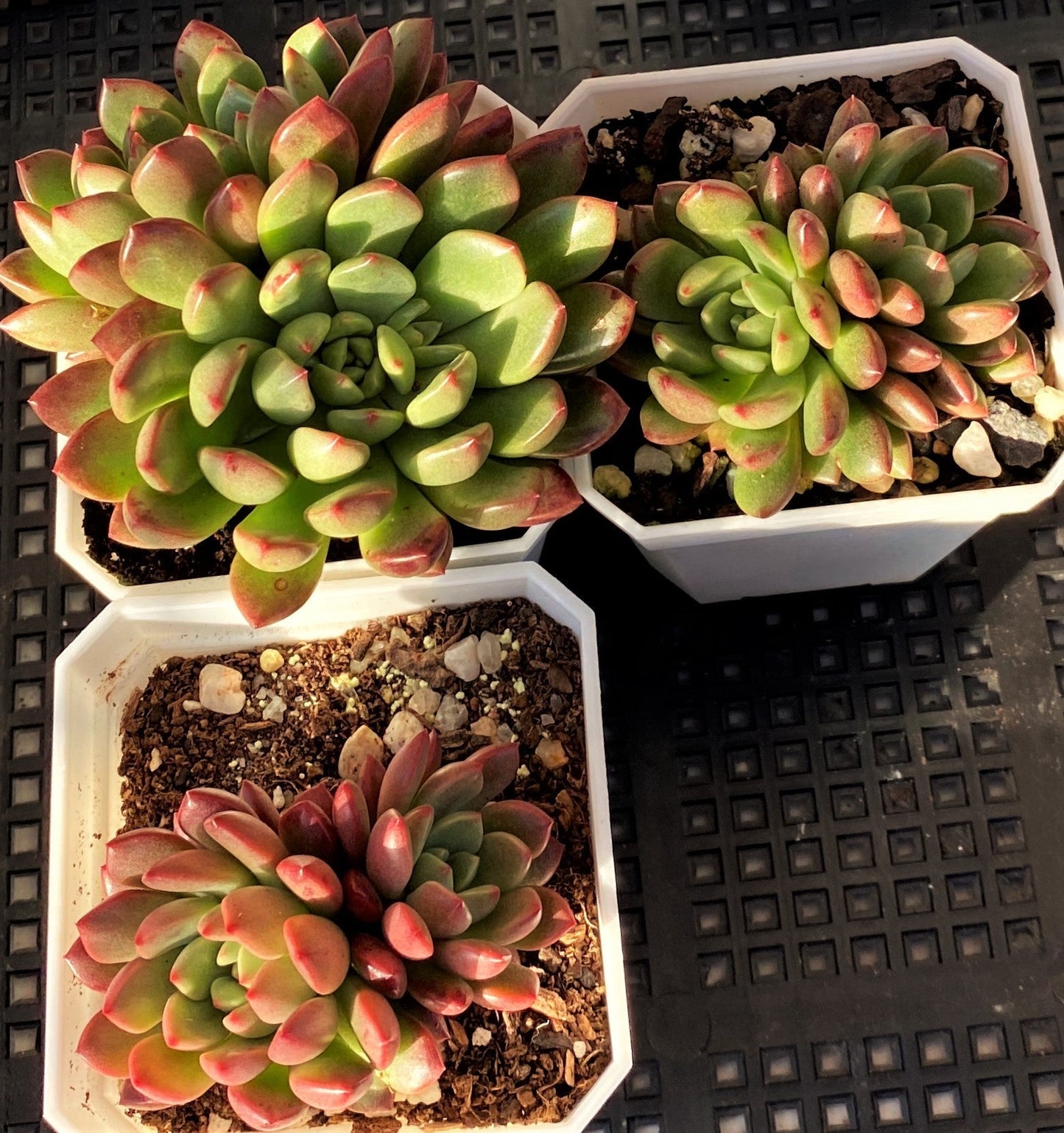 Graptoveria pink ruby/ bashful