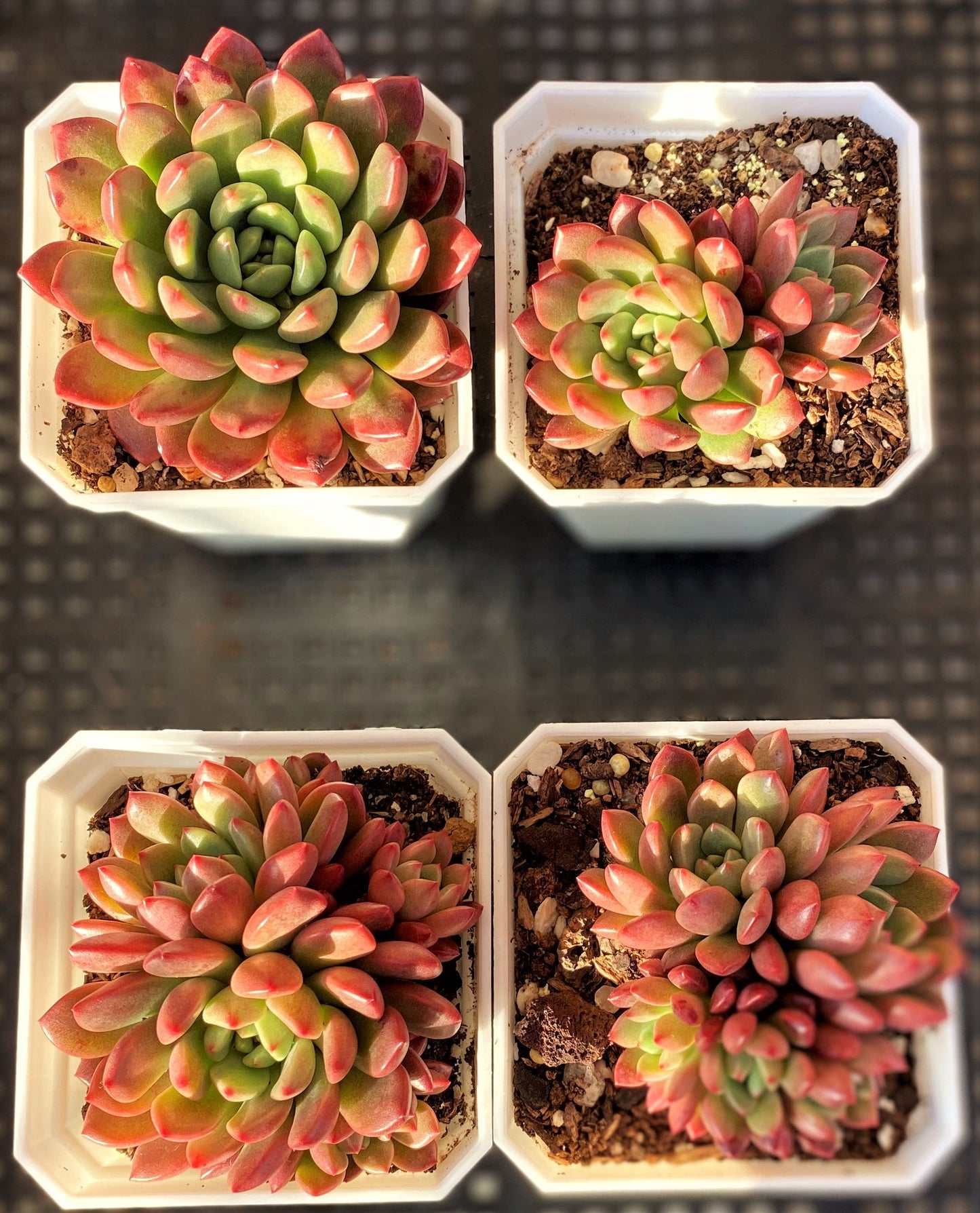 Graptoveria pink ruby/ bashful