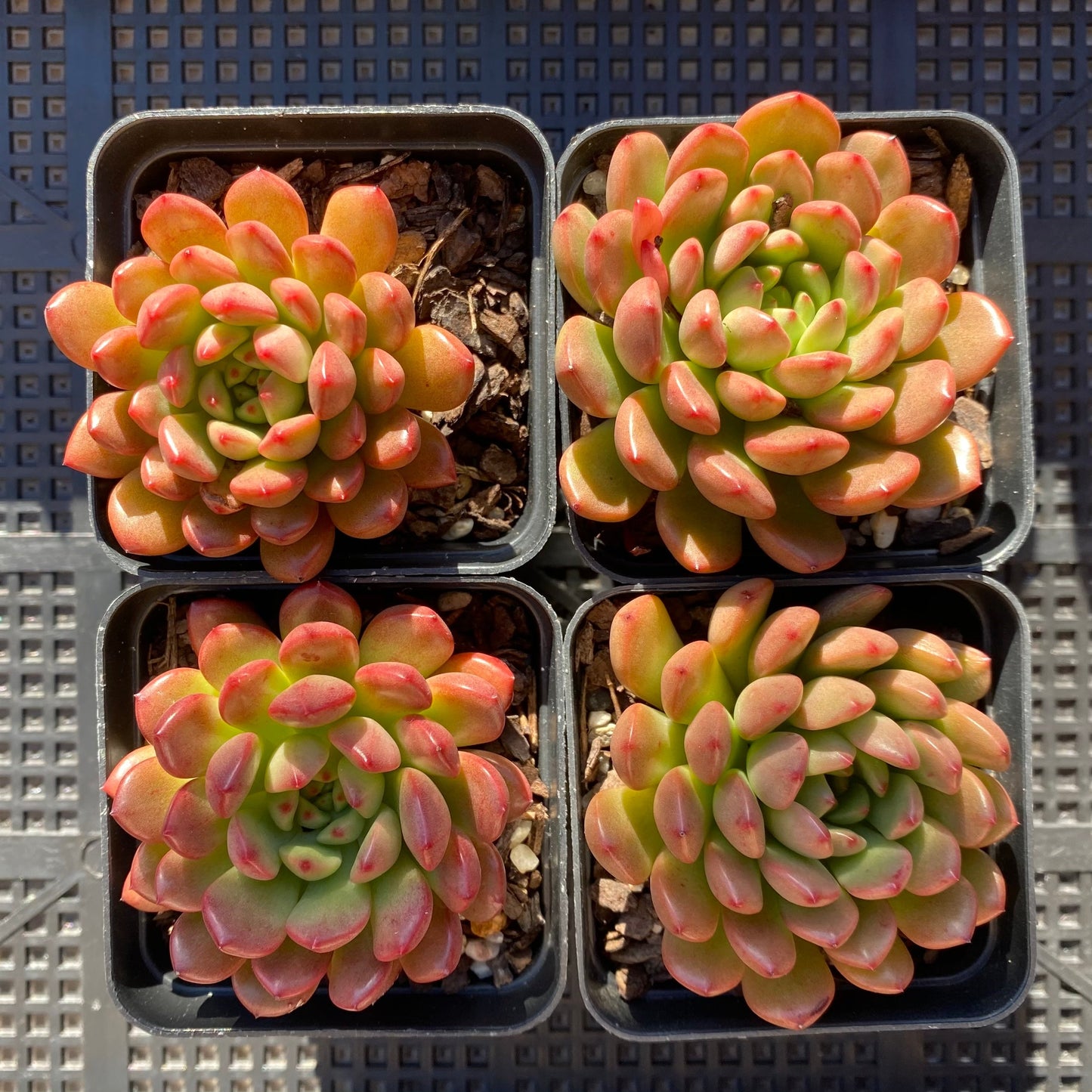 Graptoveria pink ruby/ bashful
