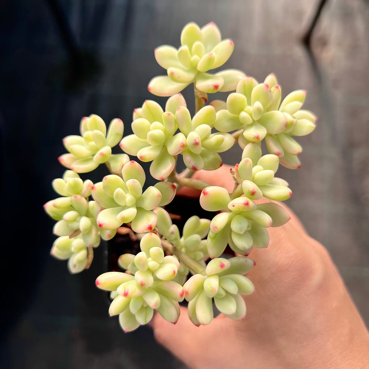 Sedum Jelly Bean Mickey Variegated