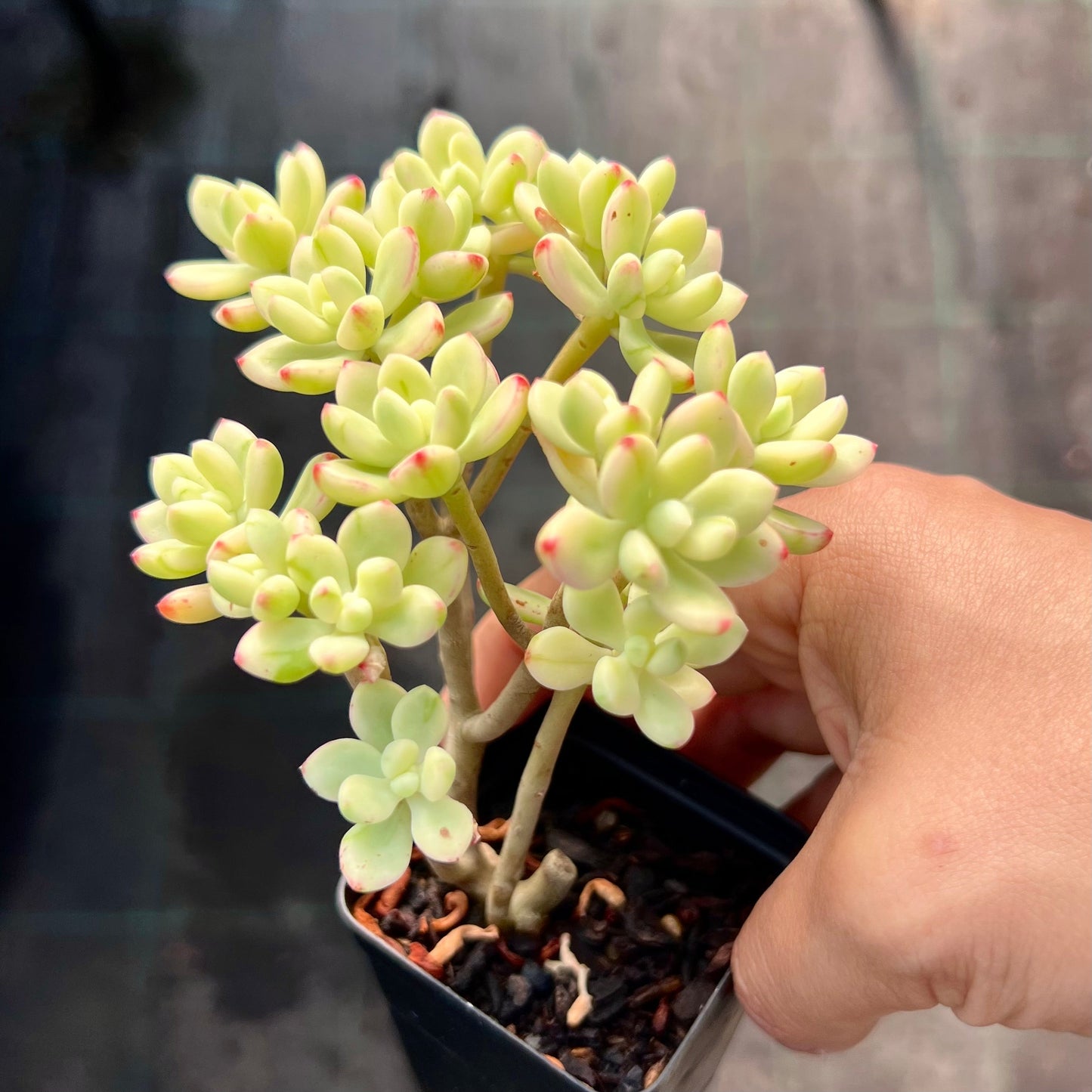 Sedum Jelly Bean Mickey Variegated