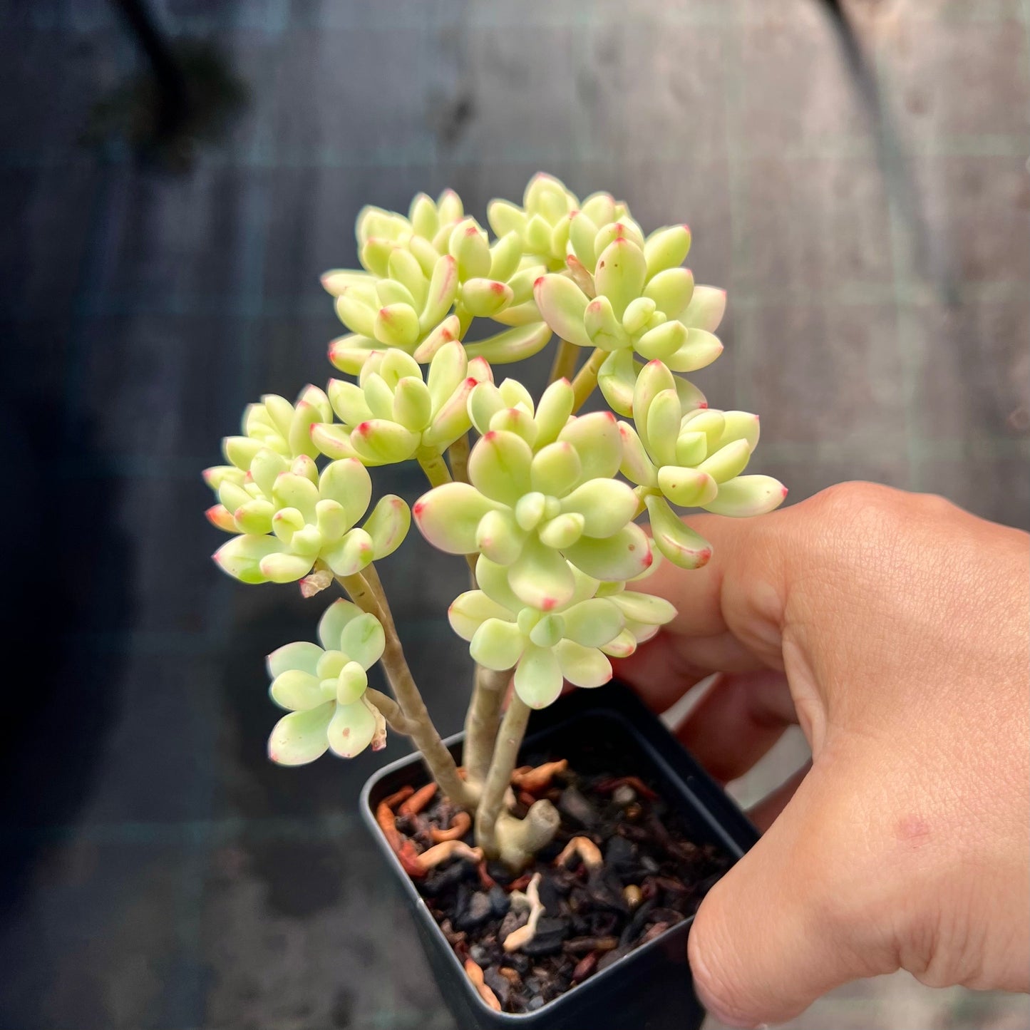 Sedum Jelly Bean Mickey Variegated