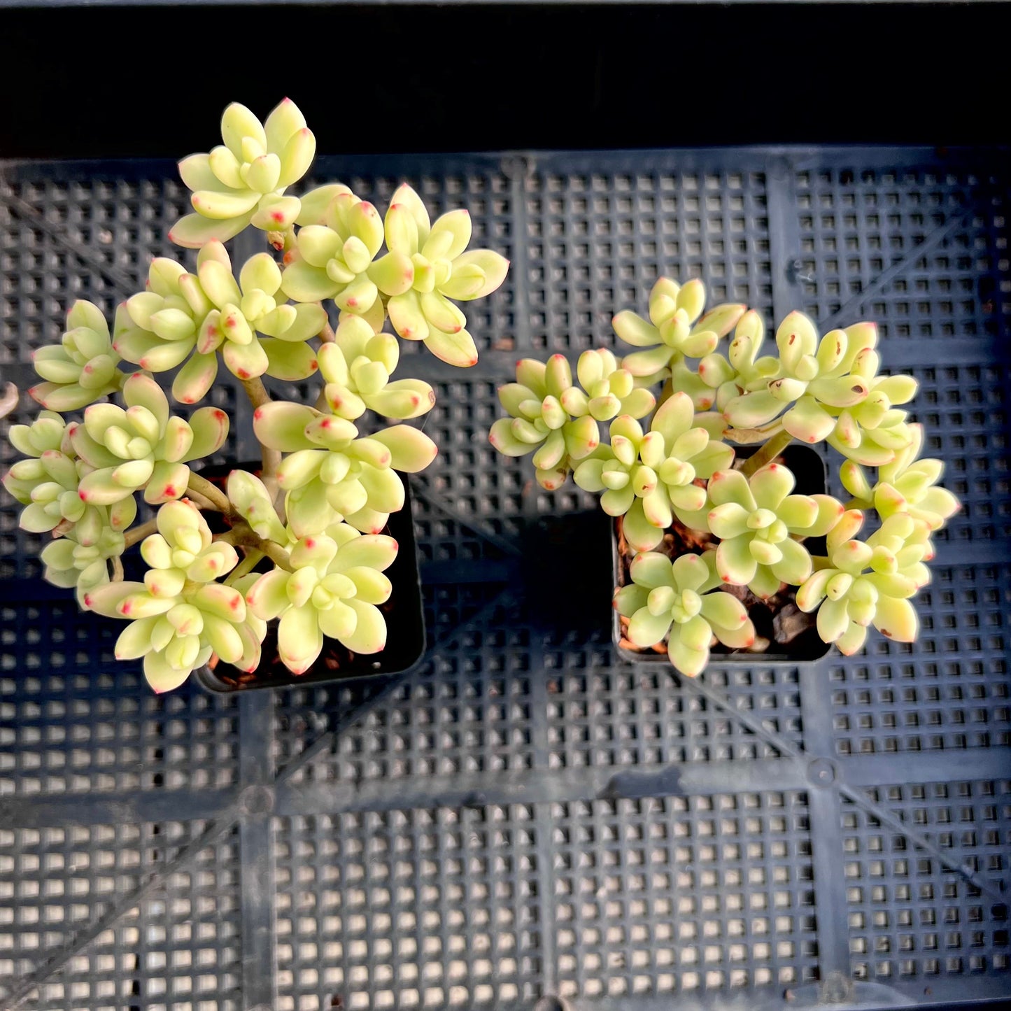 Sedum Jelly Bean Mickey Variegated