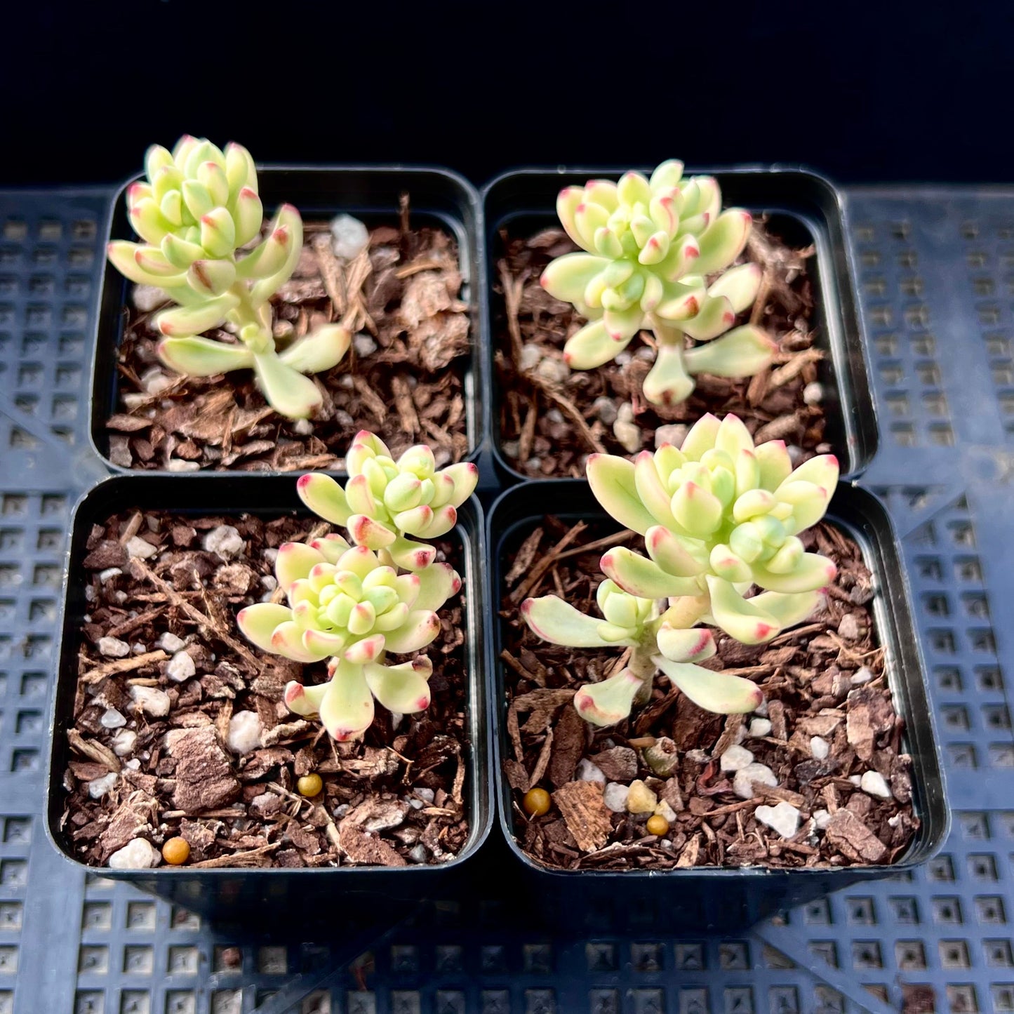 Sedum Jelly Bean Mickey Variegated