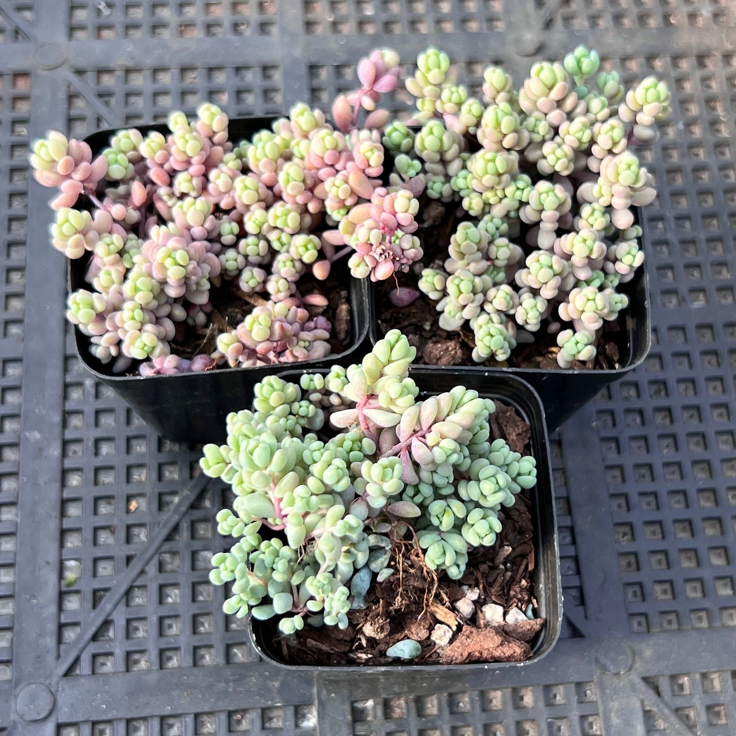 Sedum dasyphyllum lilac mound