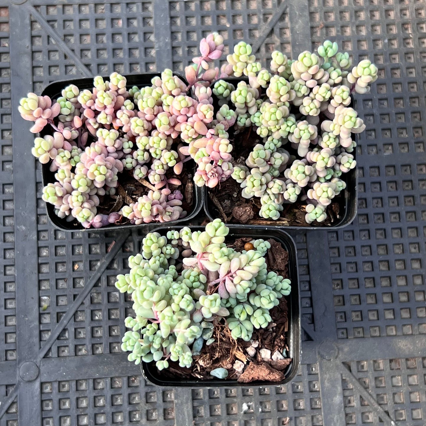 Sedum dasyphyllum lilac mound