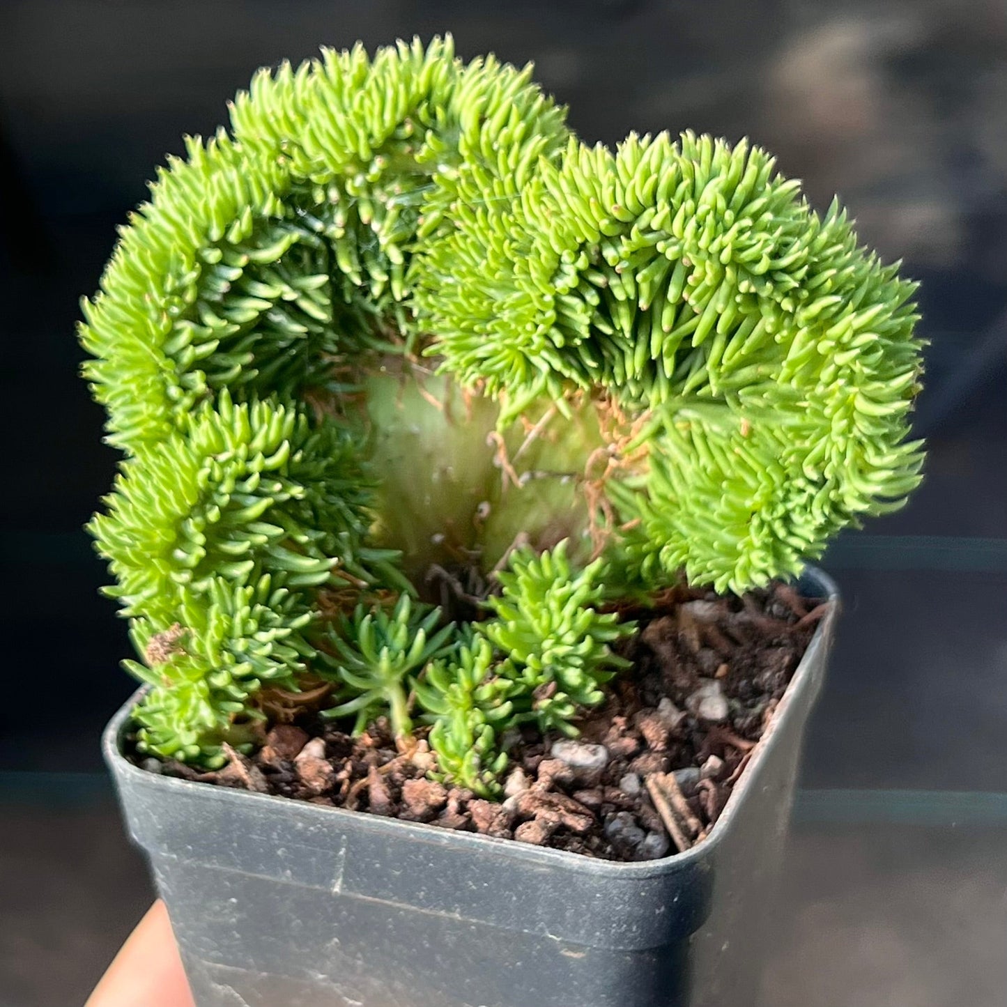 Sedum rupestre cristata 'wayne's brain'