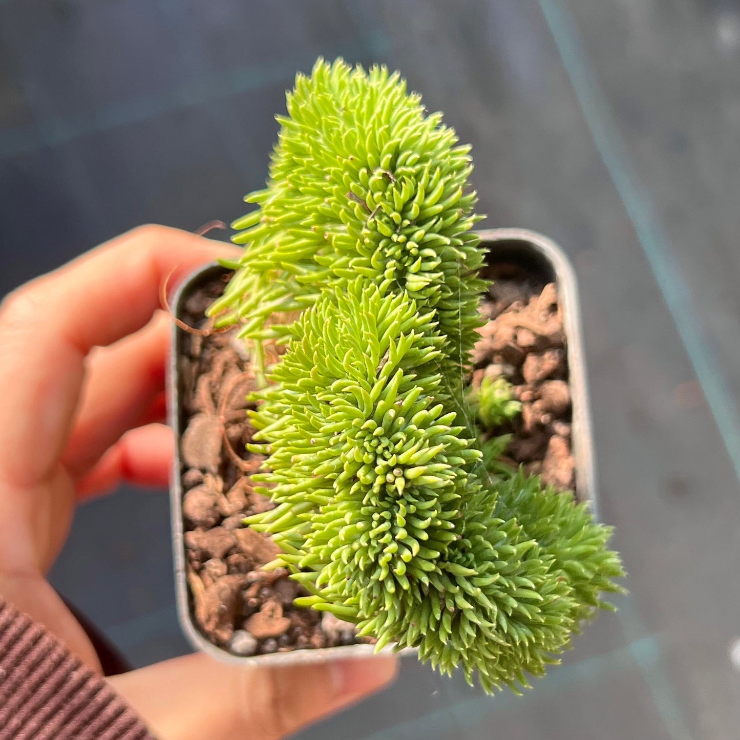 Sedum rupestre cristata 'wayne's brain'