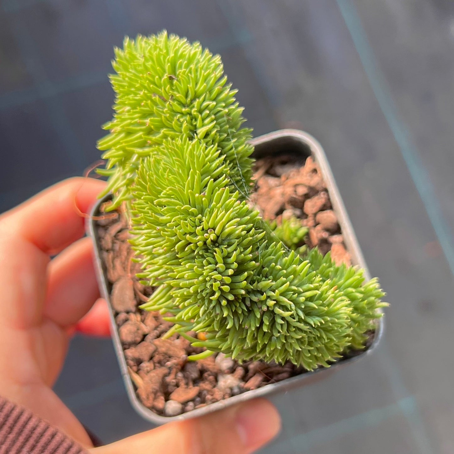 Sedum rupestre cristata 'wayne's brain'