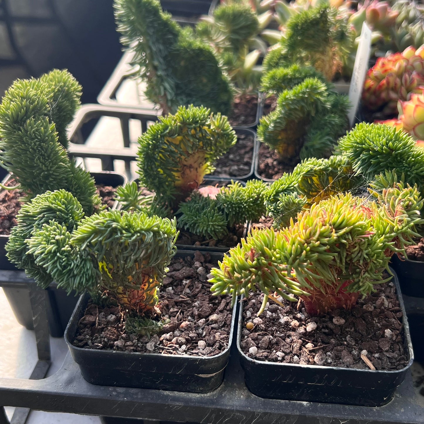 Sedum rupestre cristata 'wayne's brain'