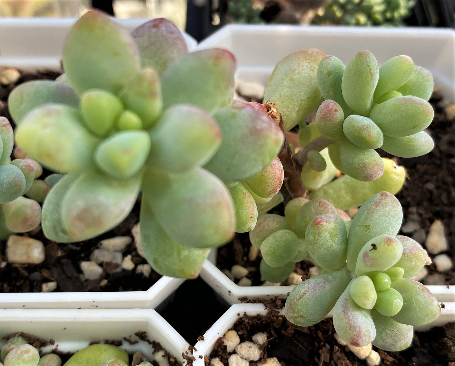 Sedum treleasei 'angel's tear'