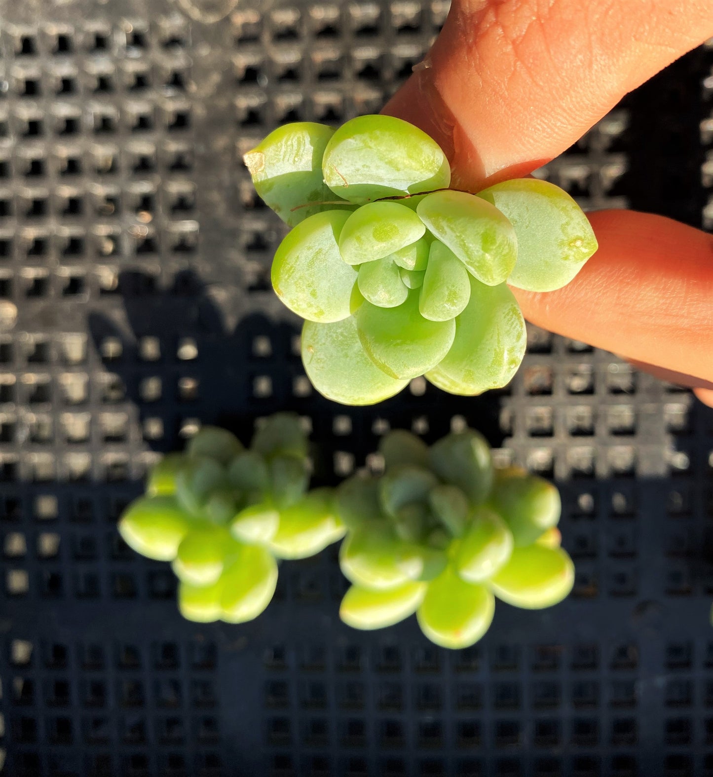 Sedum clavatum (CUTTINGS)