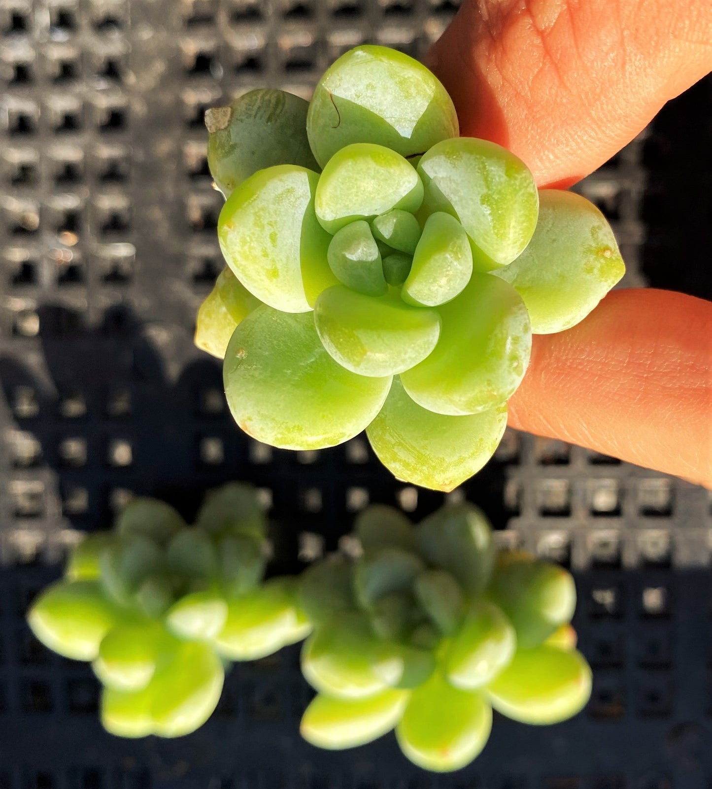 Sedum clavatum (CUTTINGS)