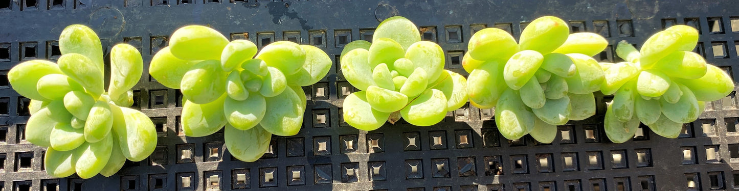 Sedum clavatum (CUTTINGS)