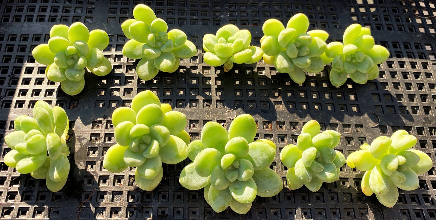 Sedum clavatum (CUTTINGS)