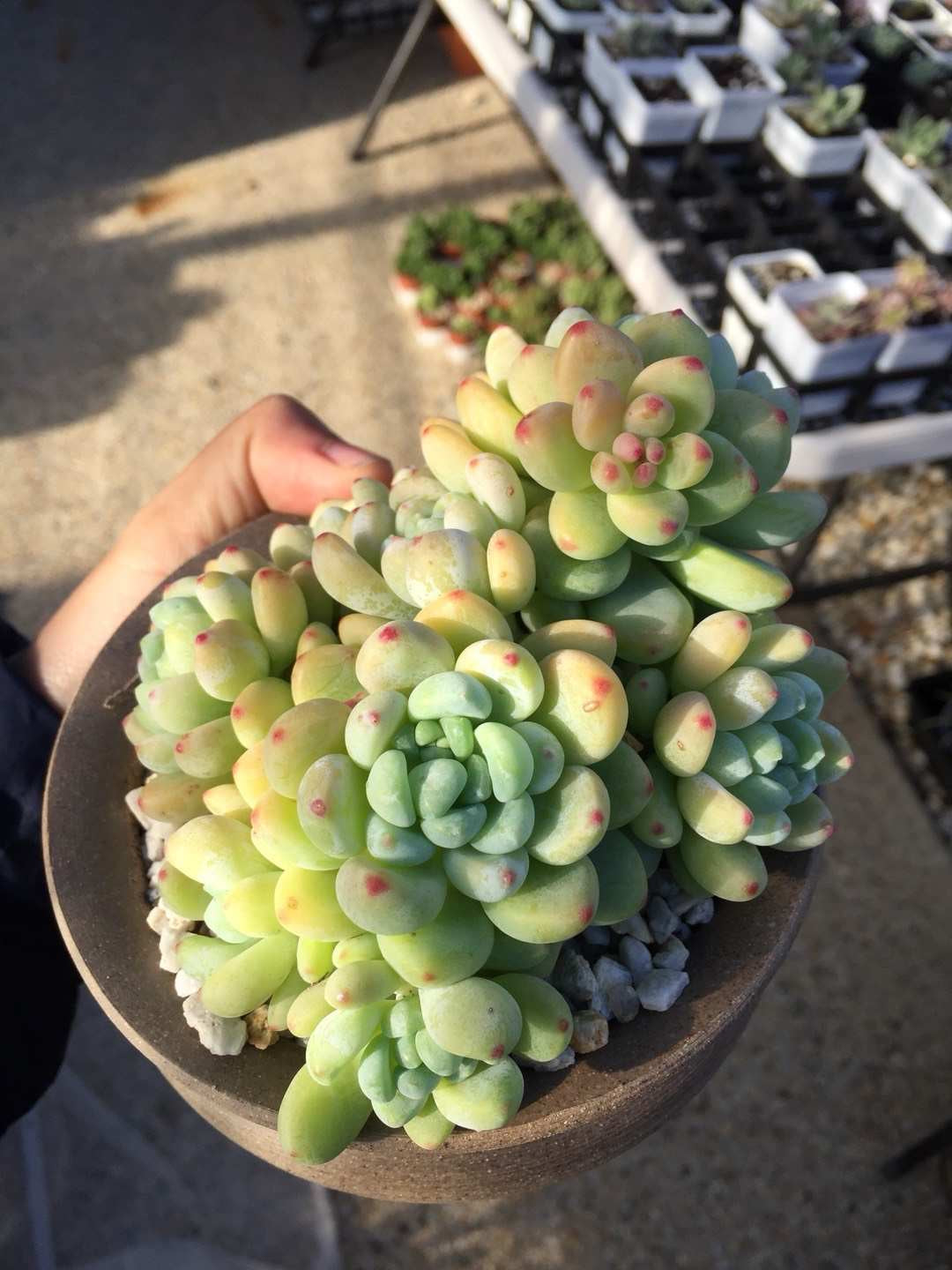 Sedum clavatum (CUTTINGS)