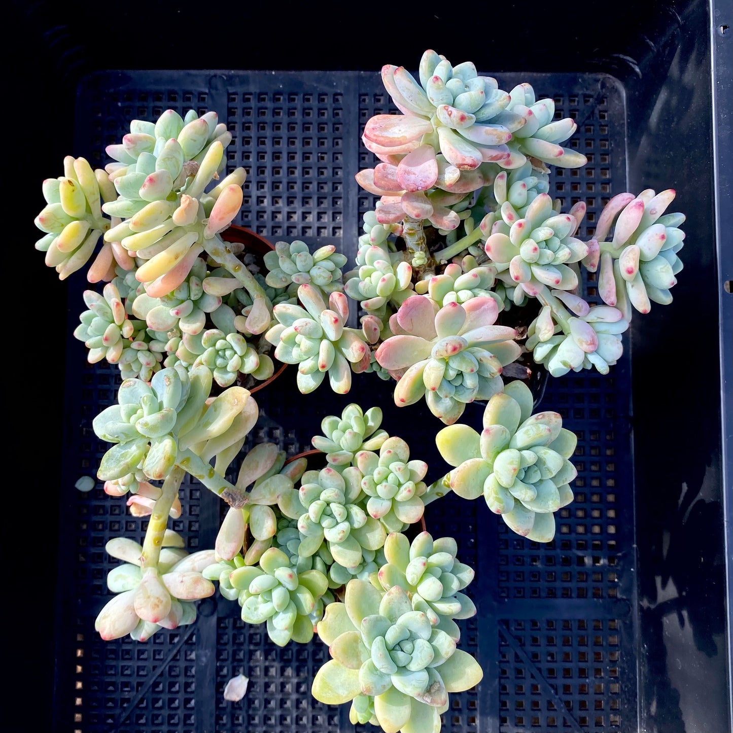 Sedum Clavatum