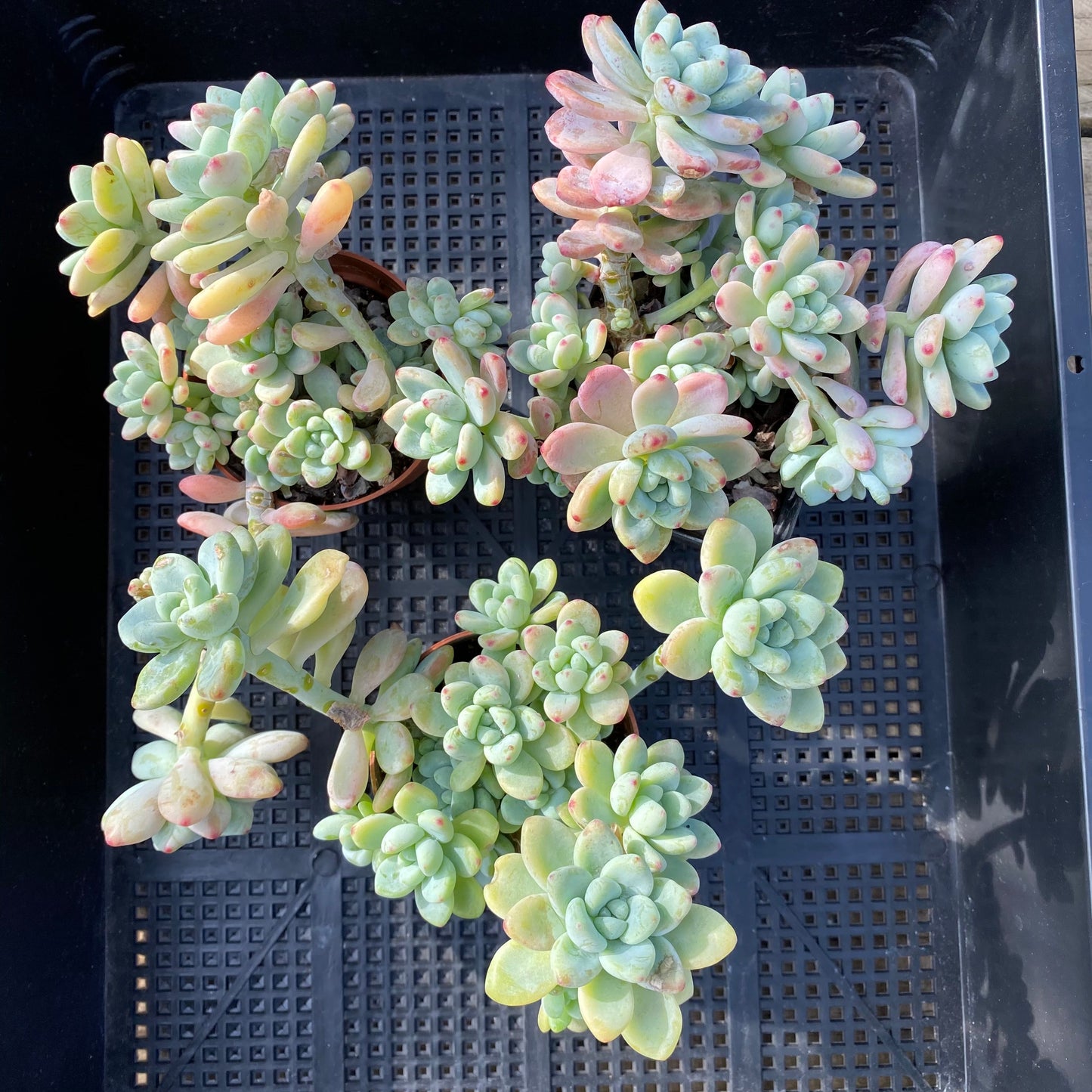 Sedum Clavatum