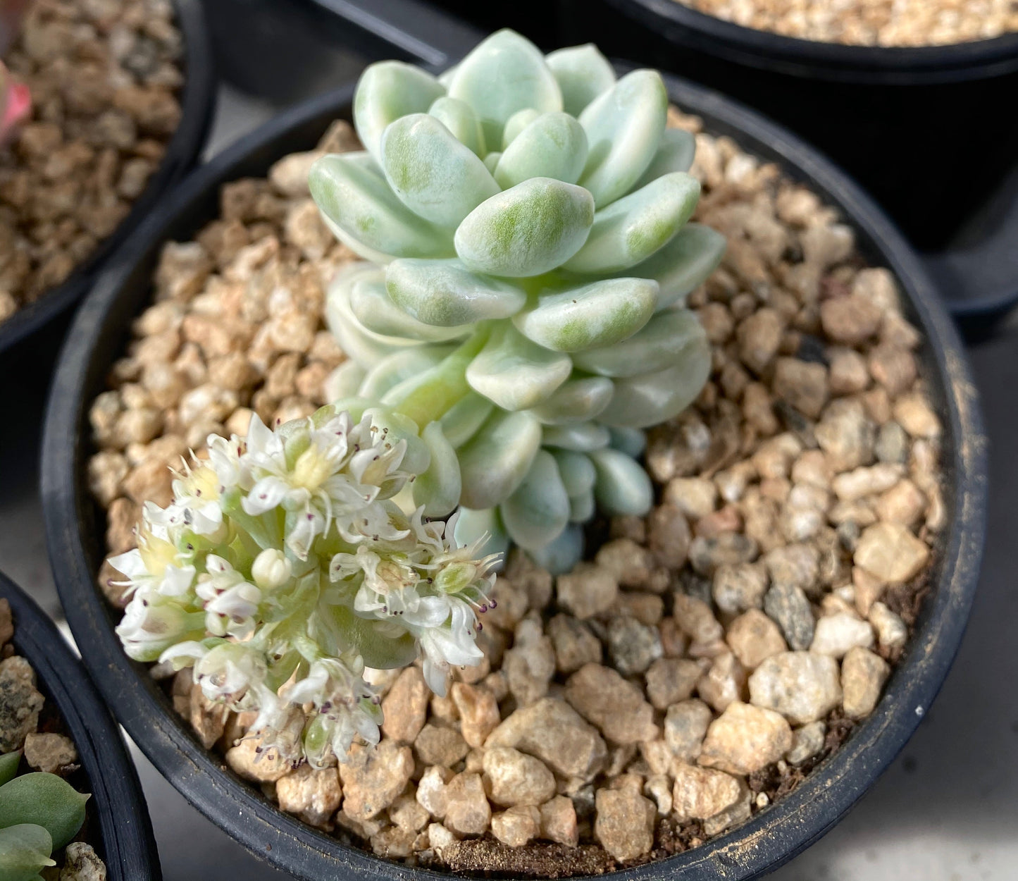 Sedum clavatum variegata