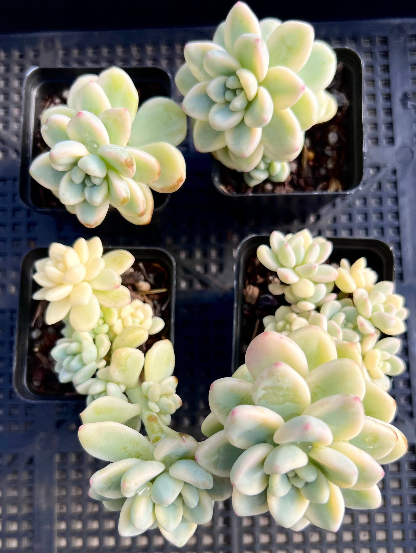 Sedum clavatum variegata