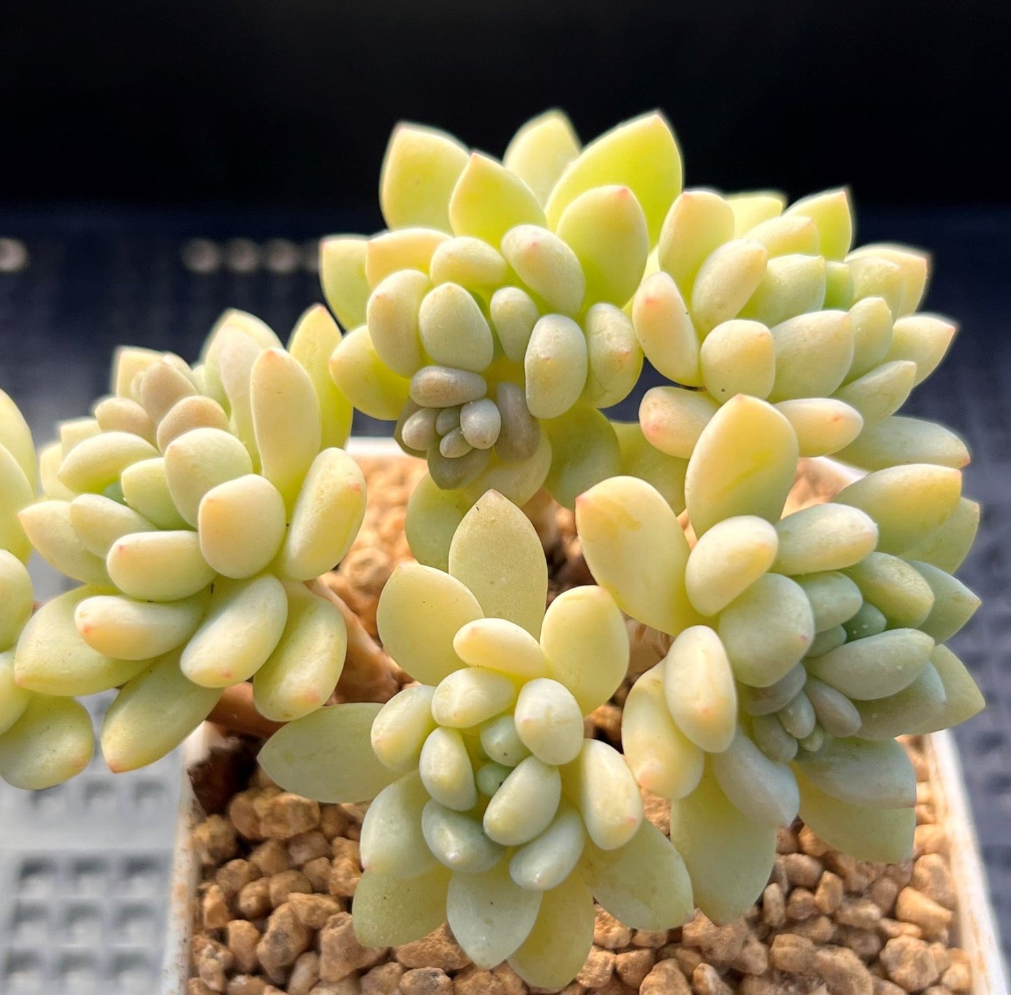 Sedum daisy bloom