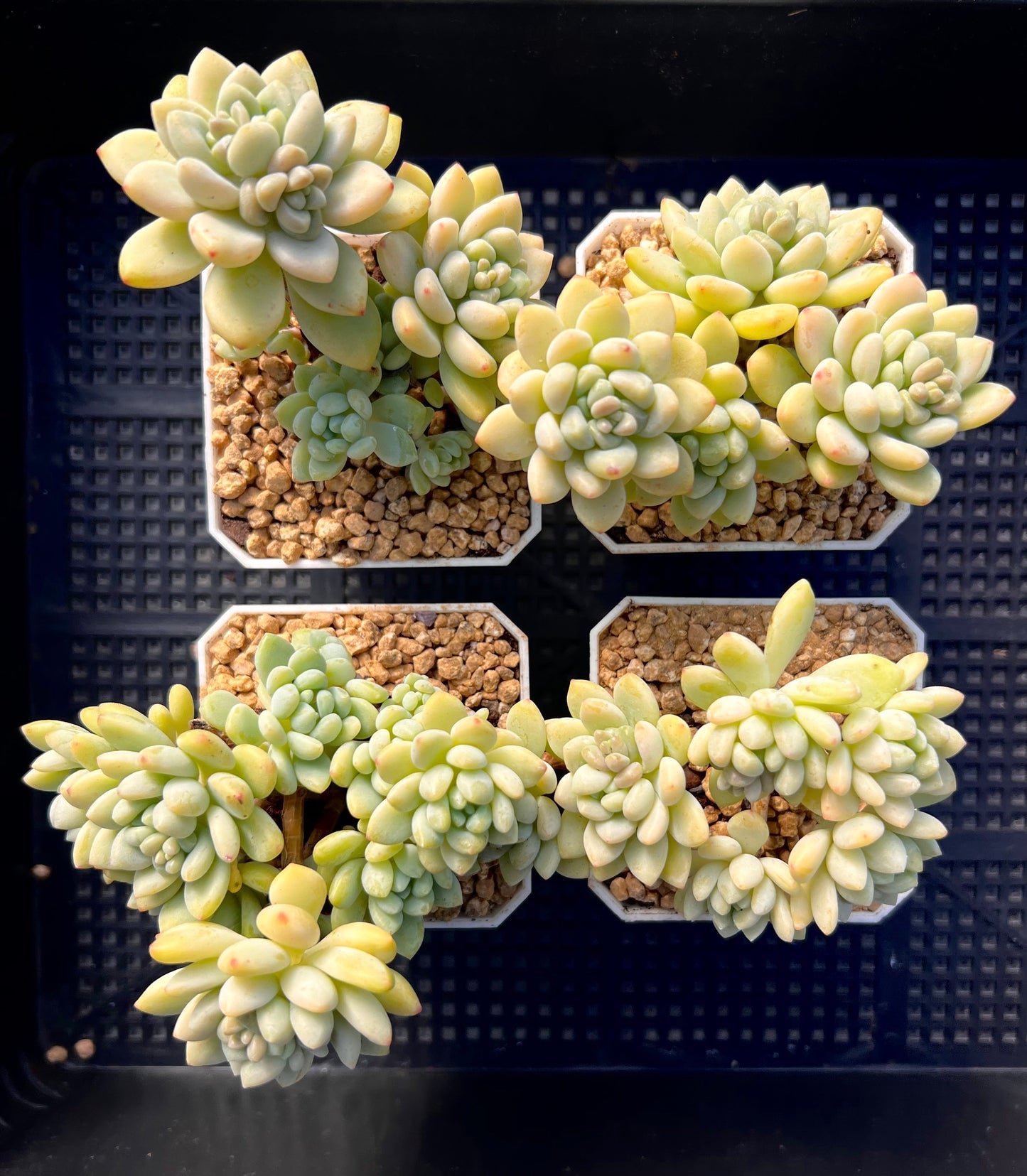 Sedum daisy bloom