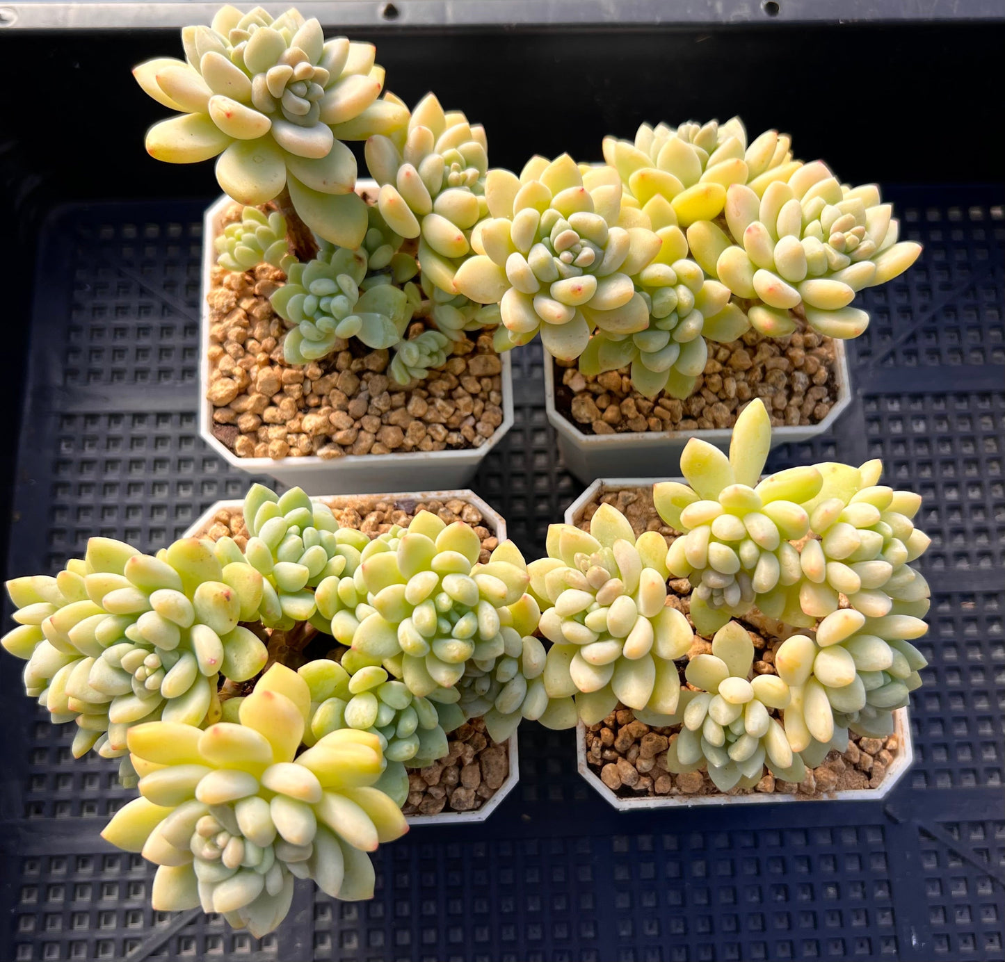 Sedum daisy bloom