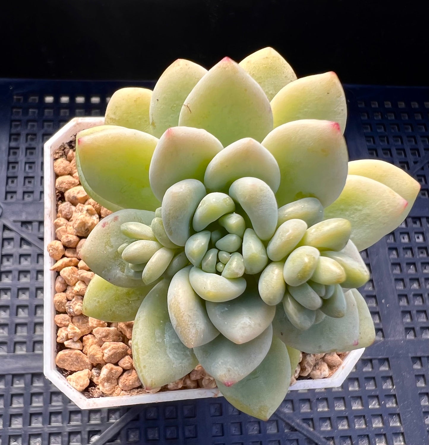 Sedum daisy bloom