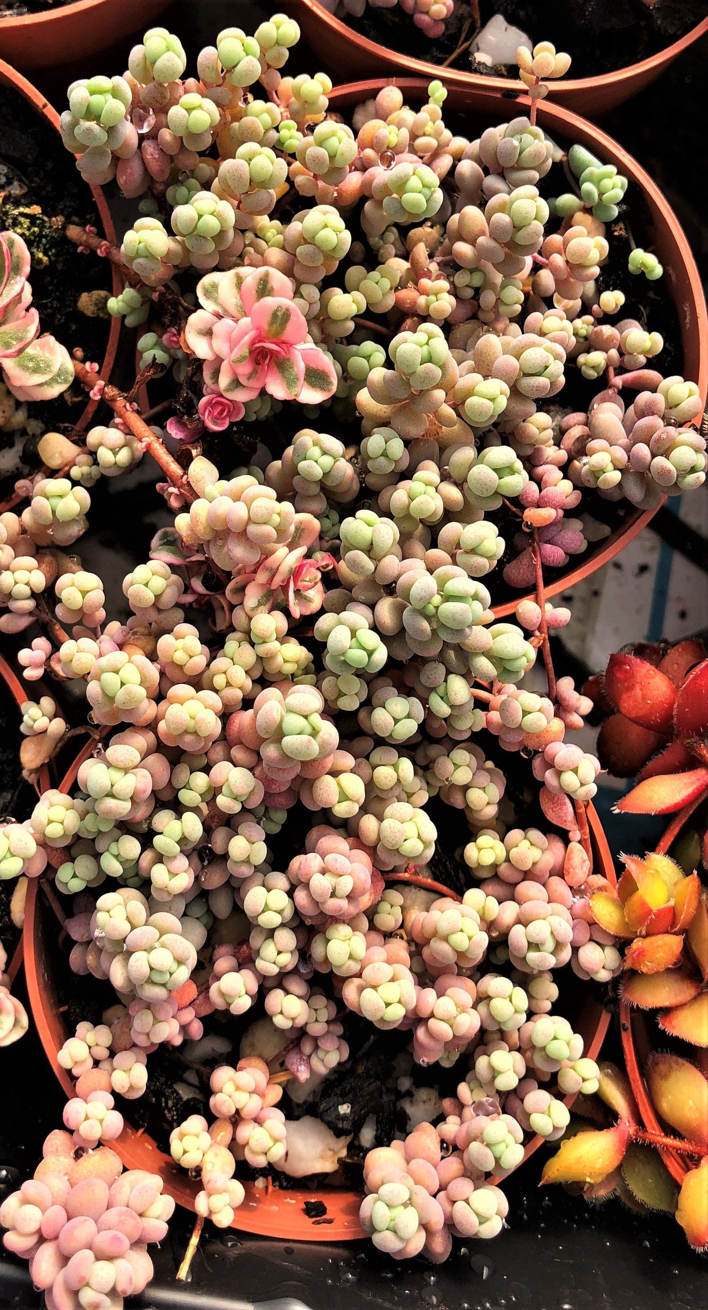 Sedum dasyphyllum lilac mound