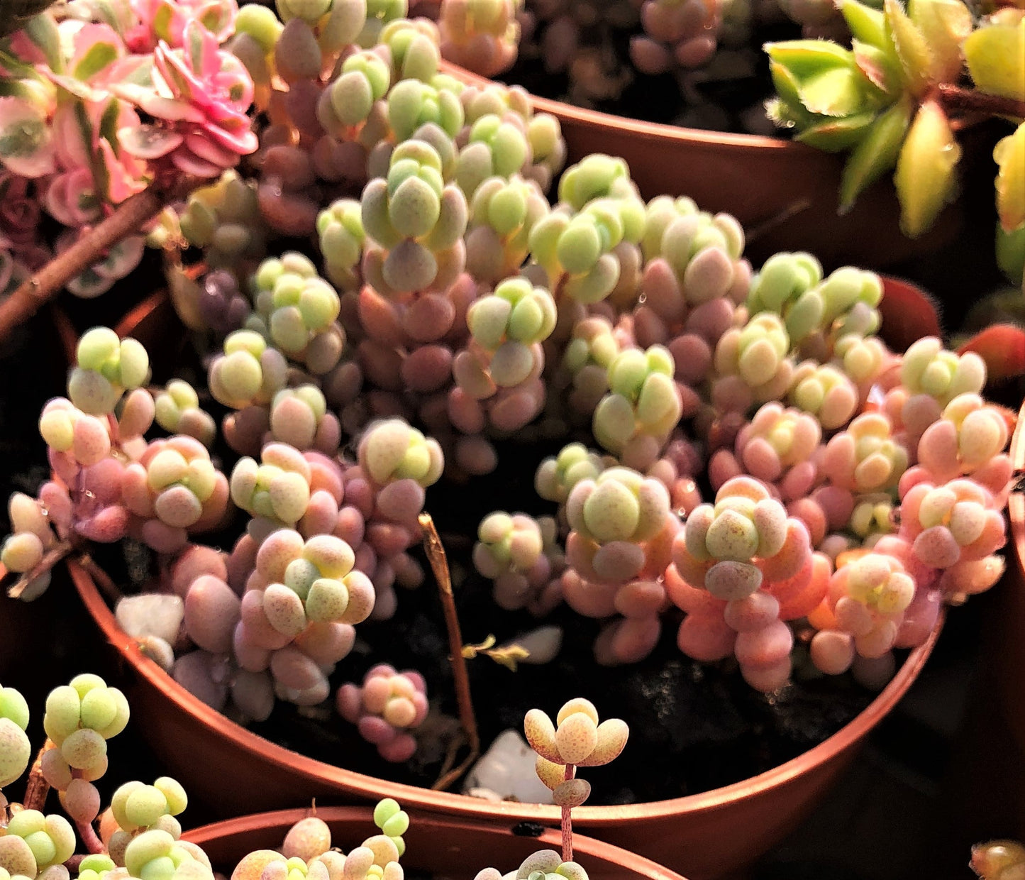 Sedum dasyphyllum lilac mound