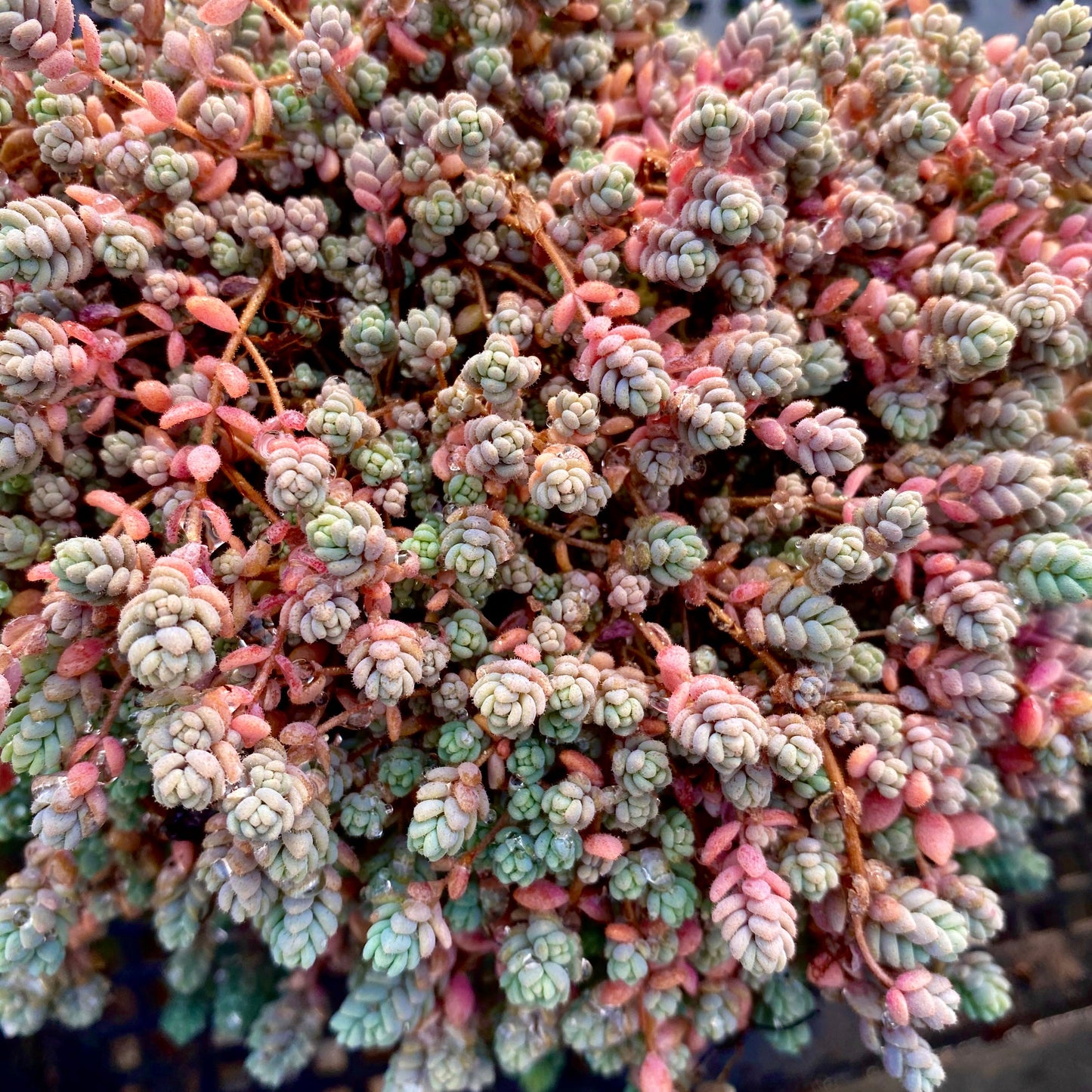 Sedum dasyphyllum miniature