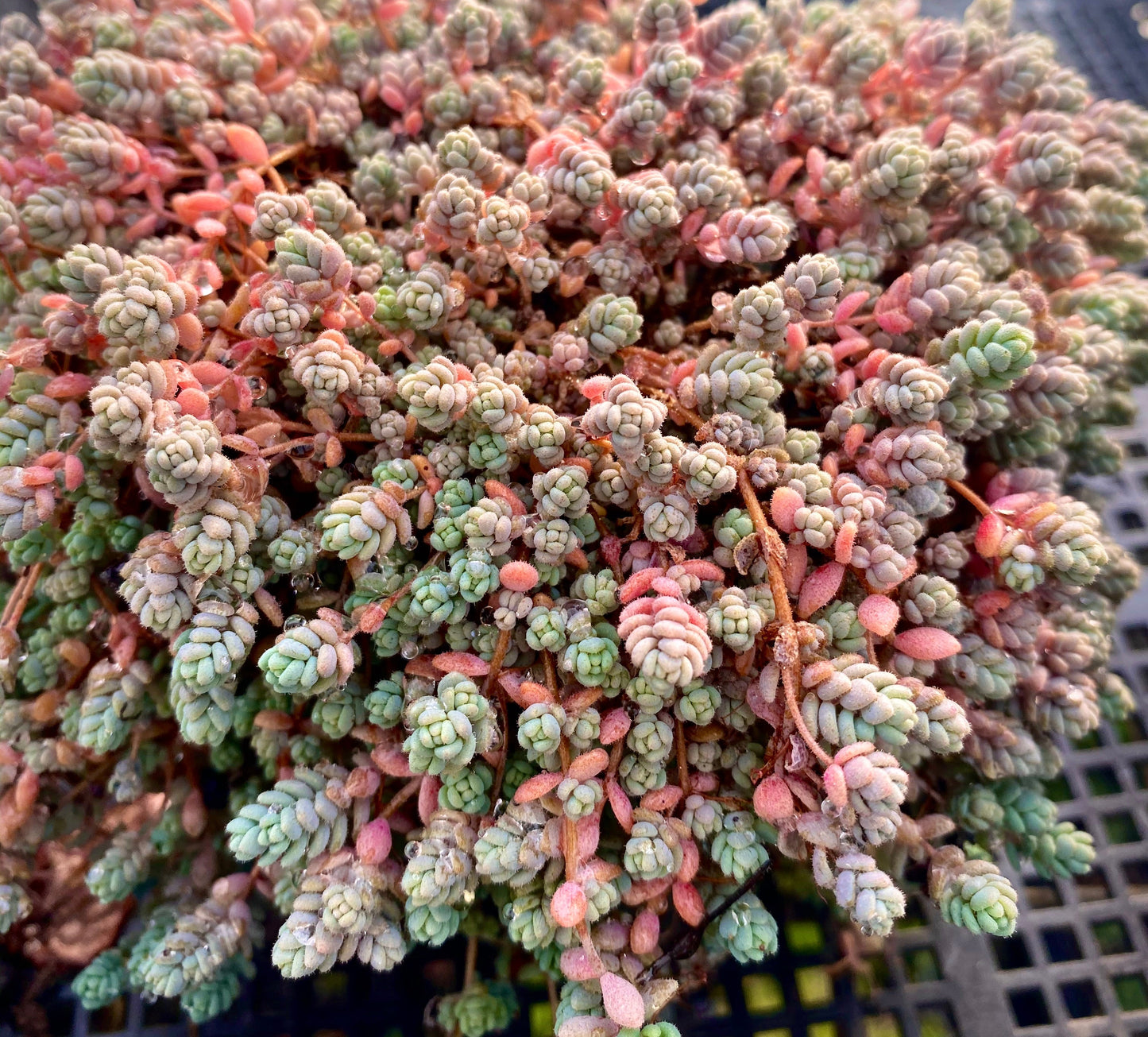 Sedum dasyphyllum miniature