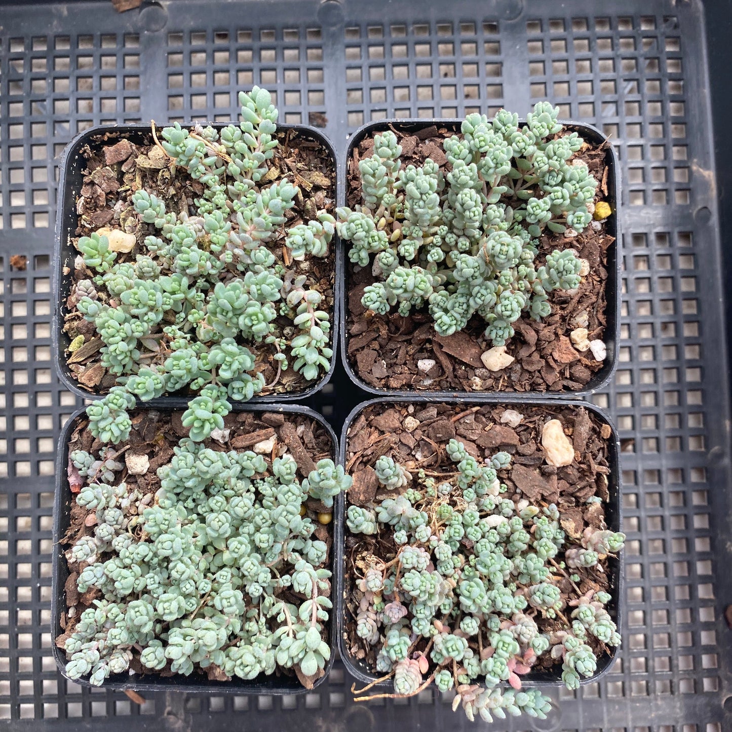 Sedum dasyphyllum miniature