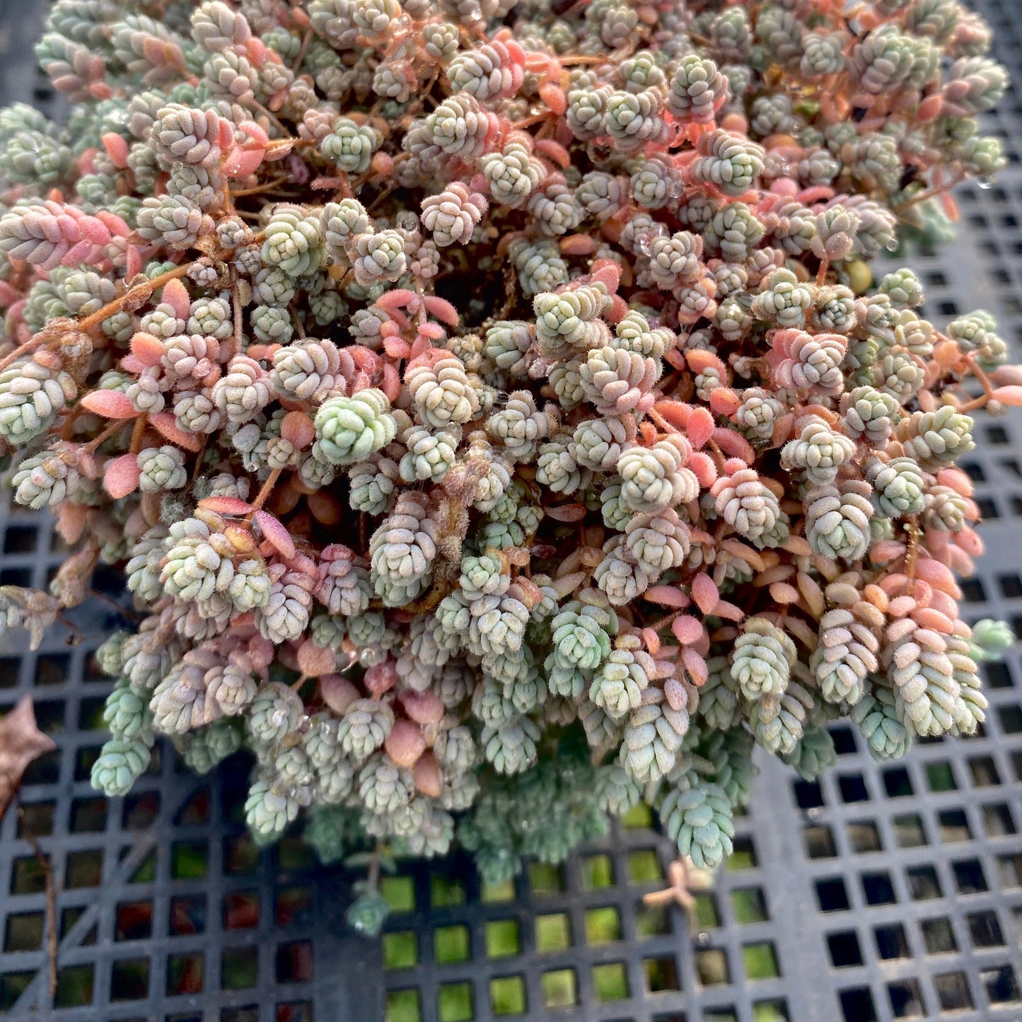 Sedum dasyphyllum miniature