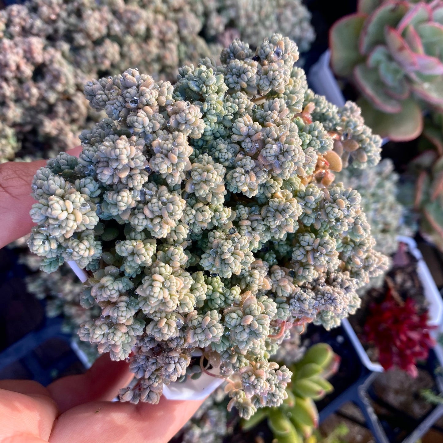 Sedum dasyphyllum miniature